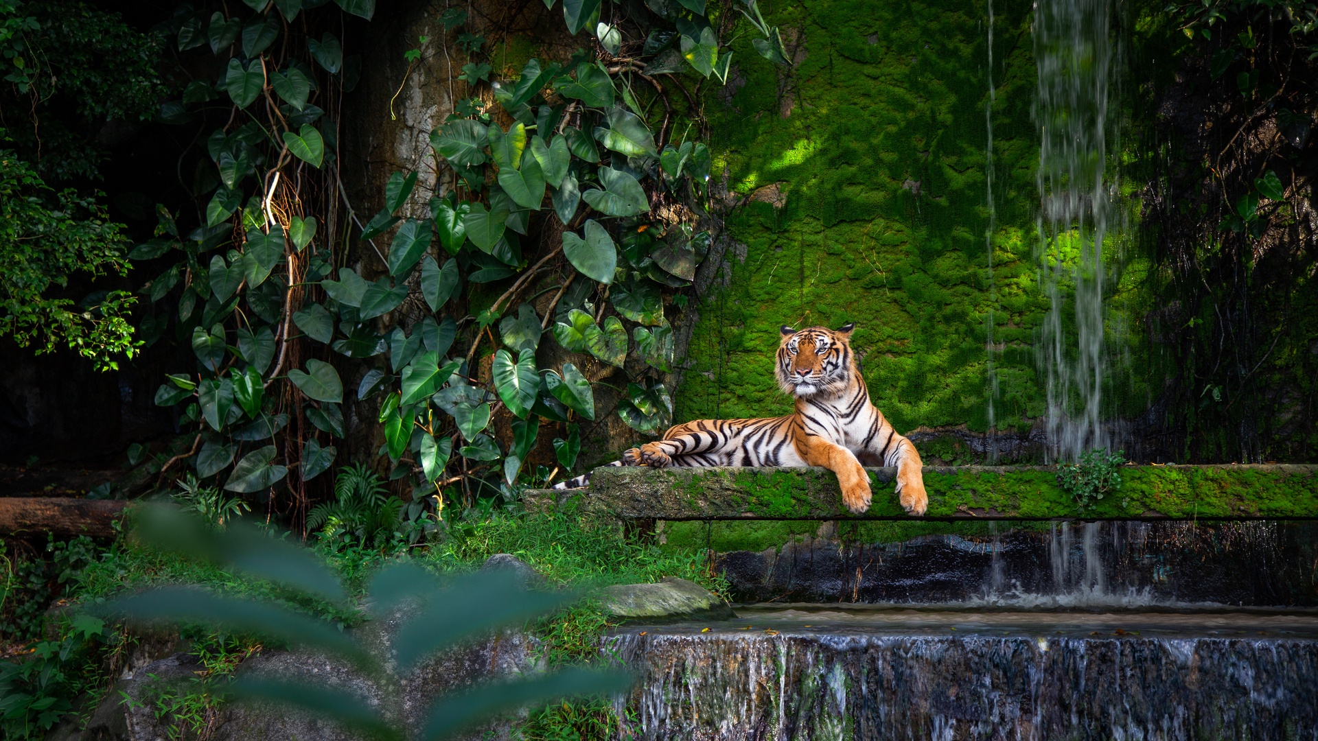 India's wildlife