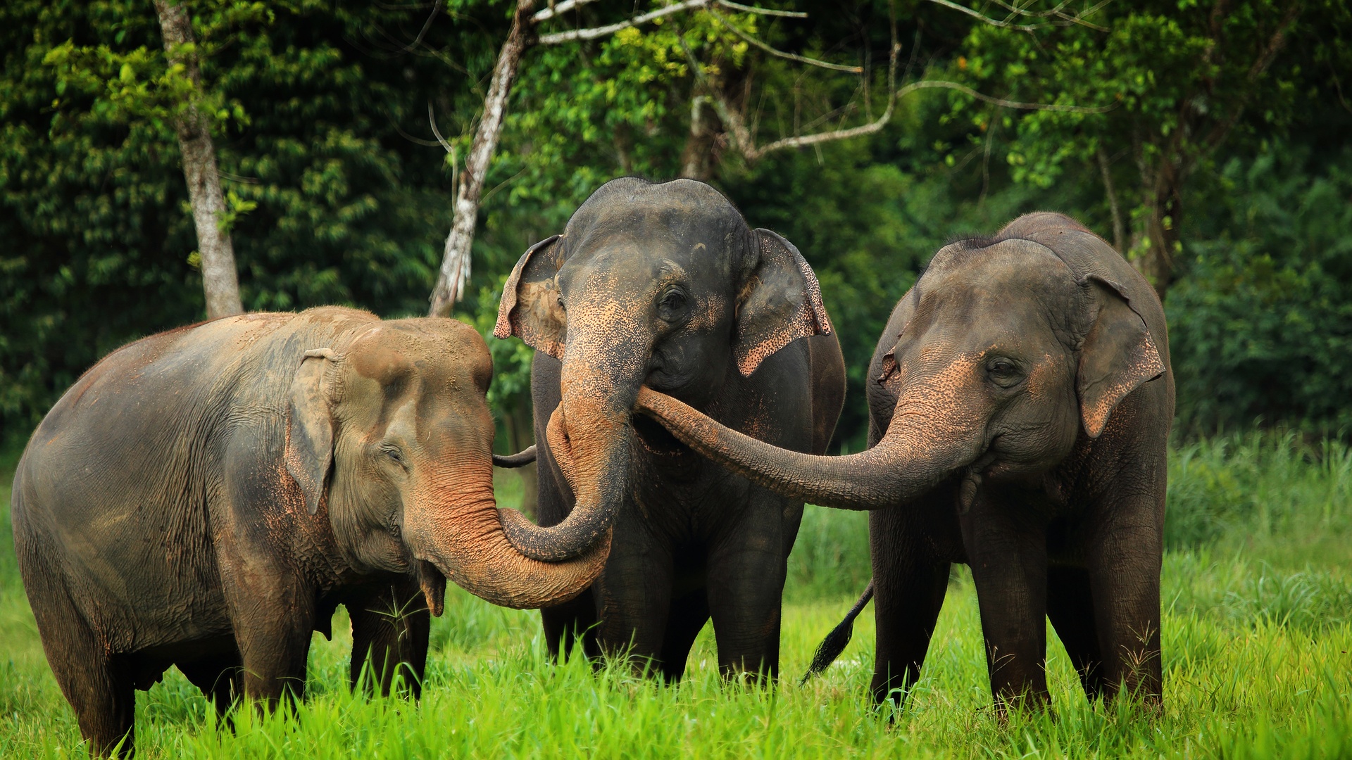Asian Elephant Hills in Khao Sok National Park