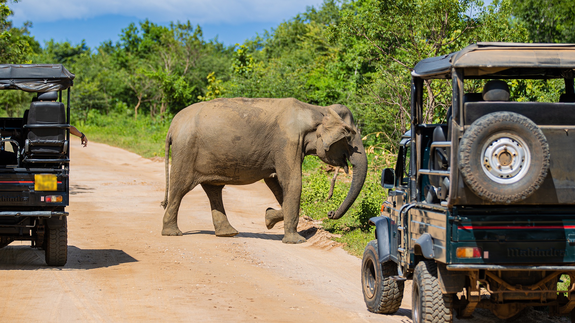 Visit at to see Sri Lankan Elephants in the Yala National Park, Sri Lanka