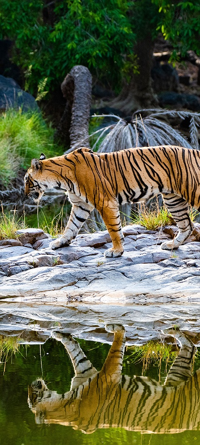 Bengal Tiger in Ranthambore National Park