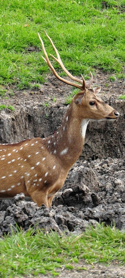 Chital deer in India