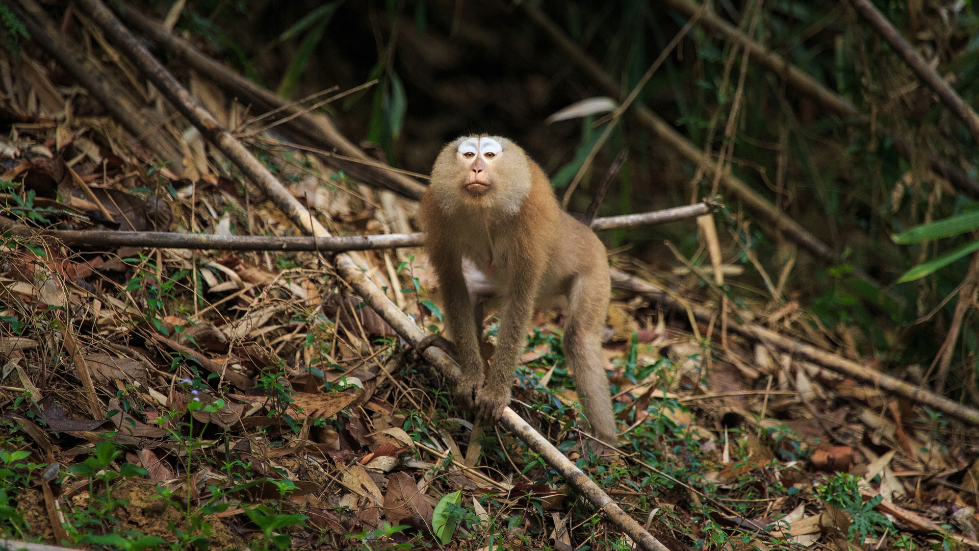 Northern Pig-tailed Macaque