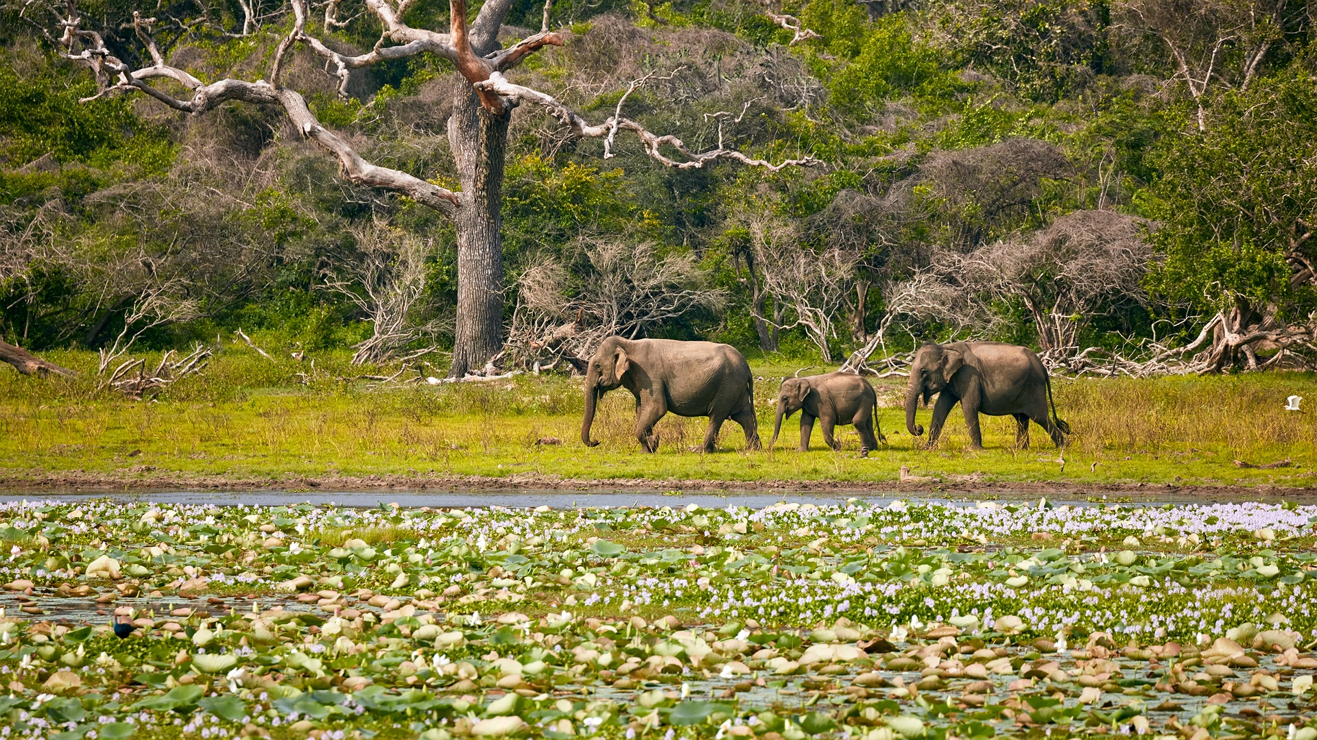 Sri Lankan elephants grazing in the marshy areas of Yala National Park, Sri Lanka