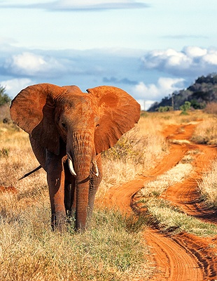African bush elephant