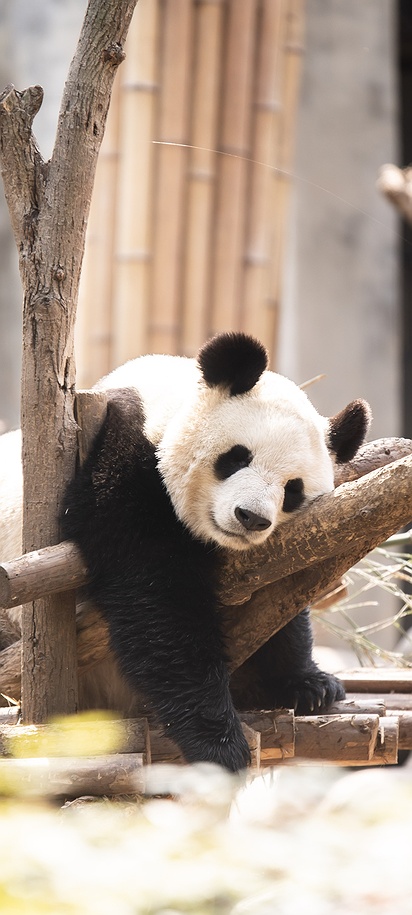 giant panda resting on a wooden structure in a zoo in China