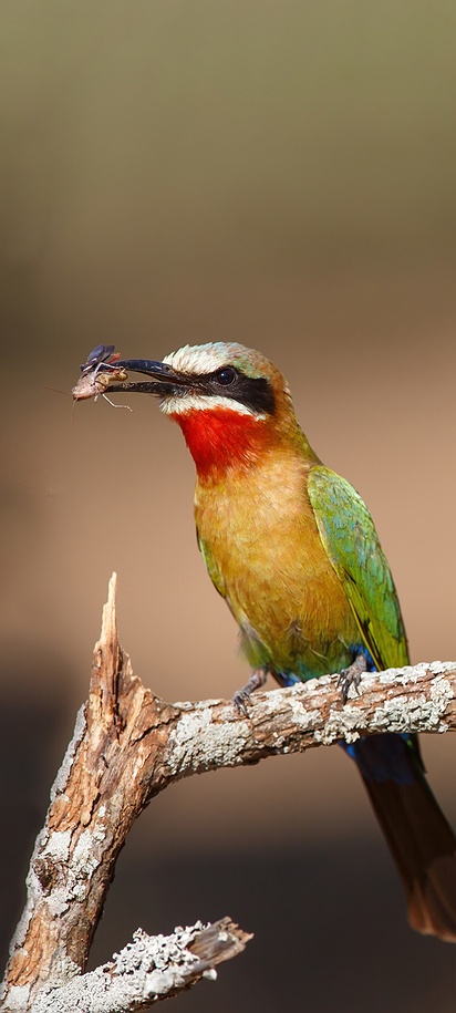 two White-fronted bee-eaters (Merops bullockoides)