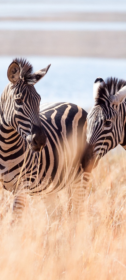 Zebras in South Africa