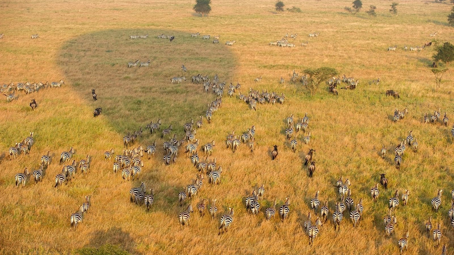hot air balloon in the Serengeti-Mara