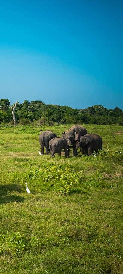 Elephants safari in Sri Lanka