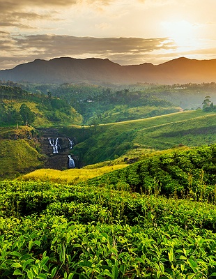 the lush green tea plantations of the Sri Lanka