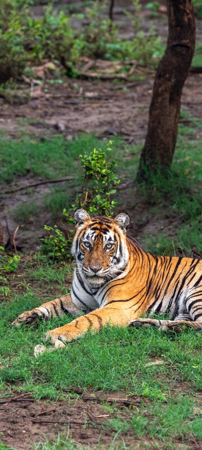 Tiger in Sariska National Park