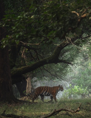 Bengal tiger in India