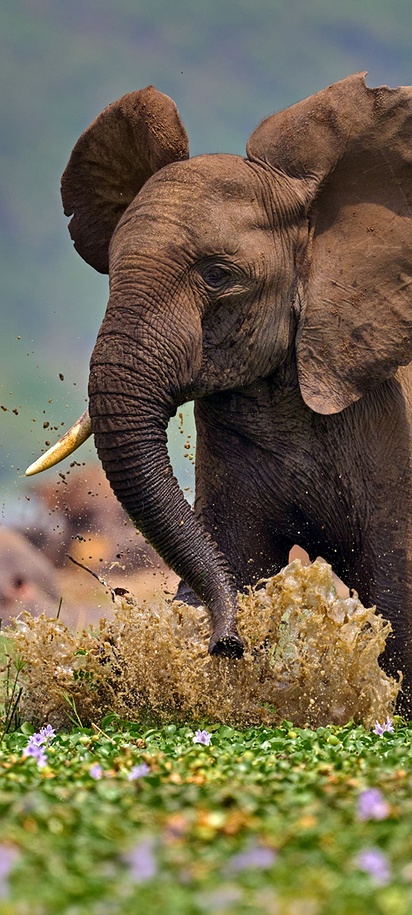 Uganda elephant