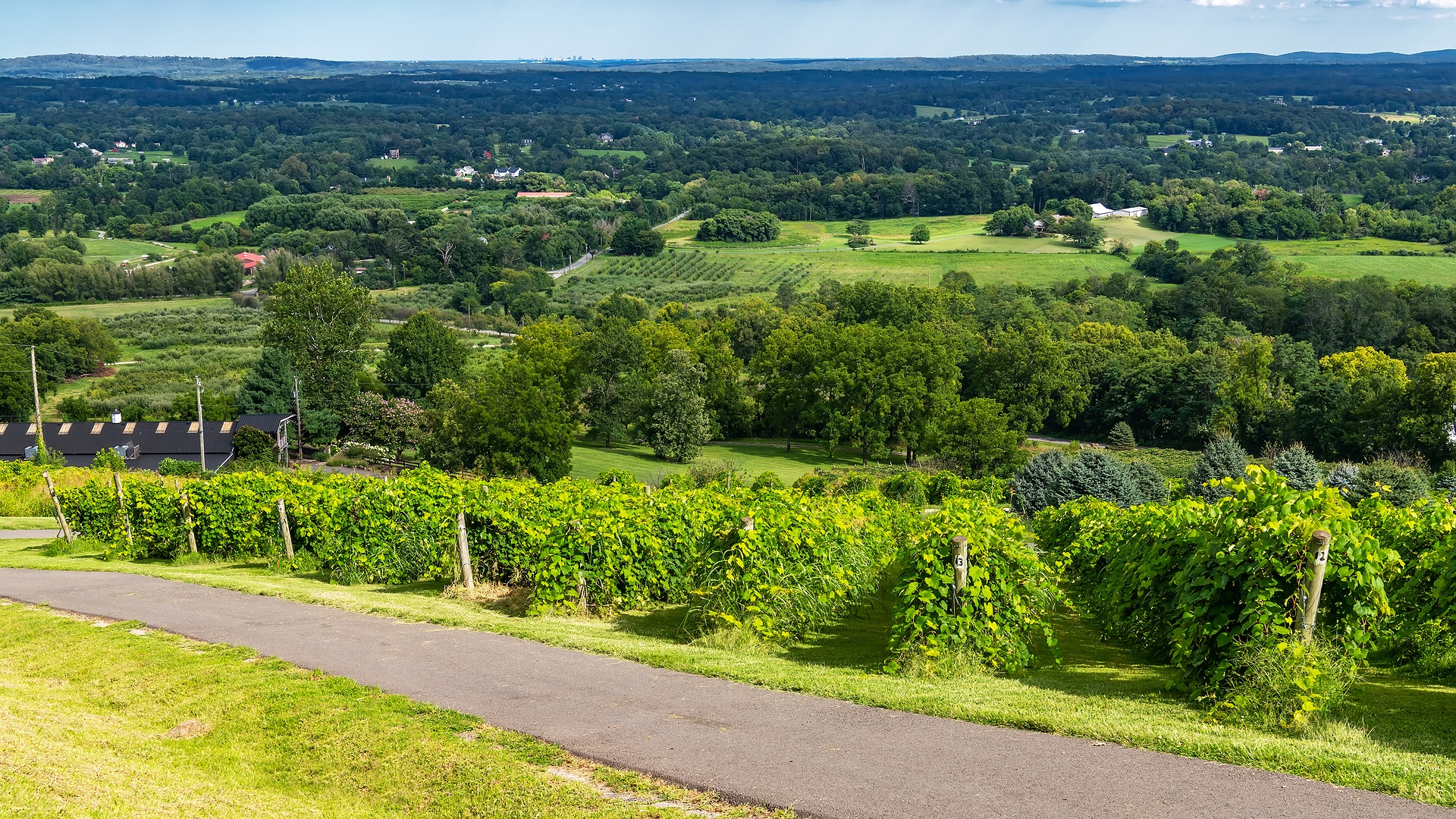 scenic vineyard landscape in Loudoun County, Virginia