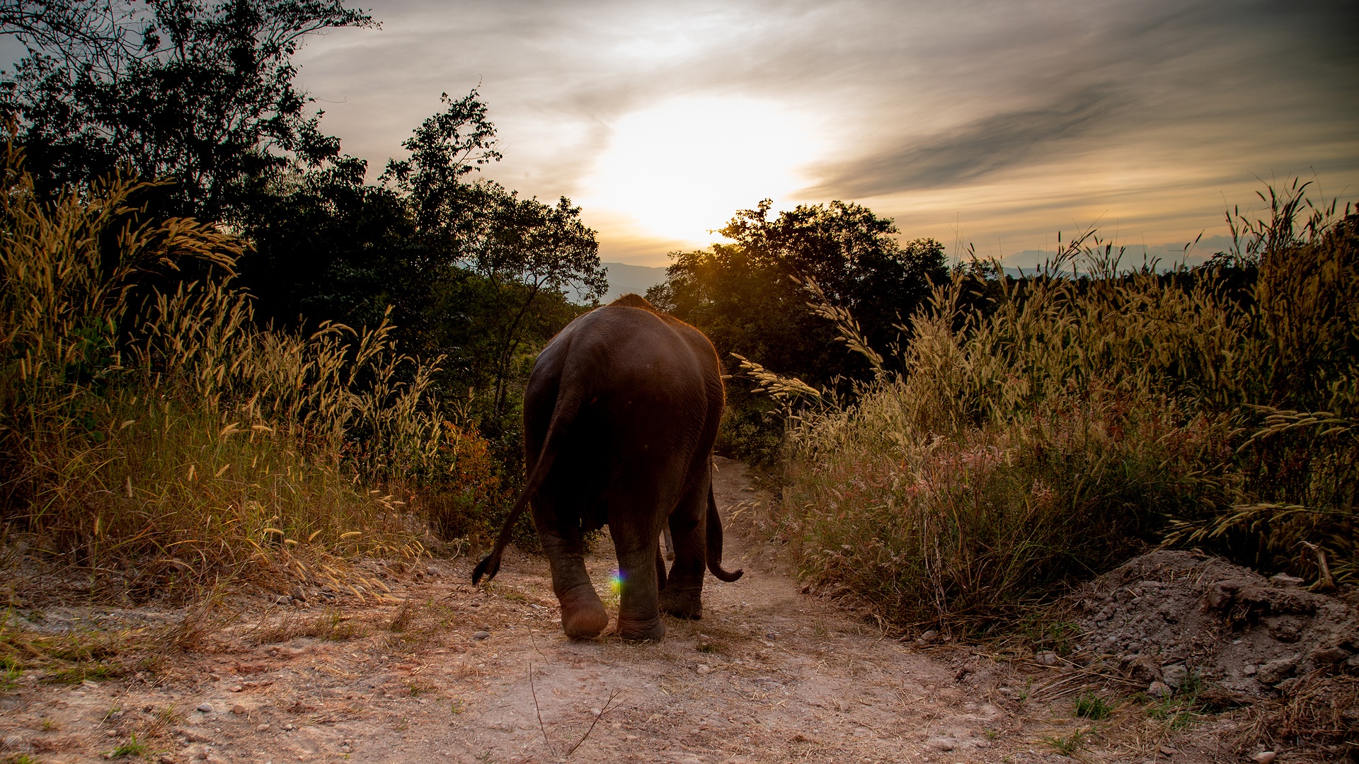 Elephant experience at Bush Camp Chiang Mai