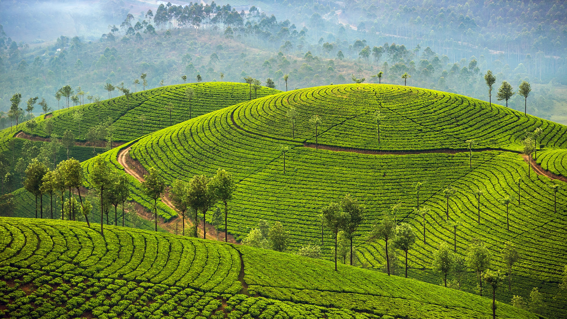 Hill station in Kerala, India