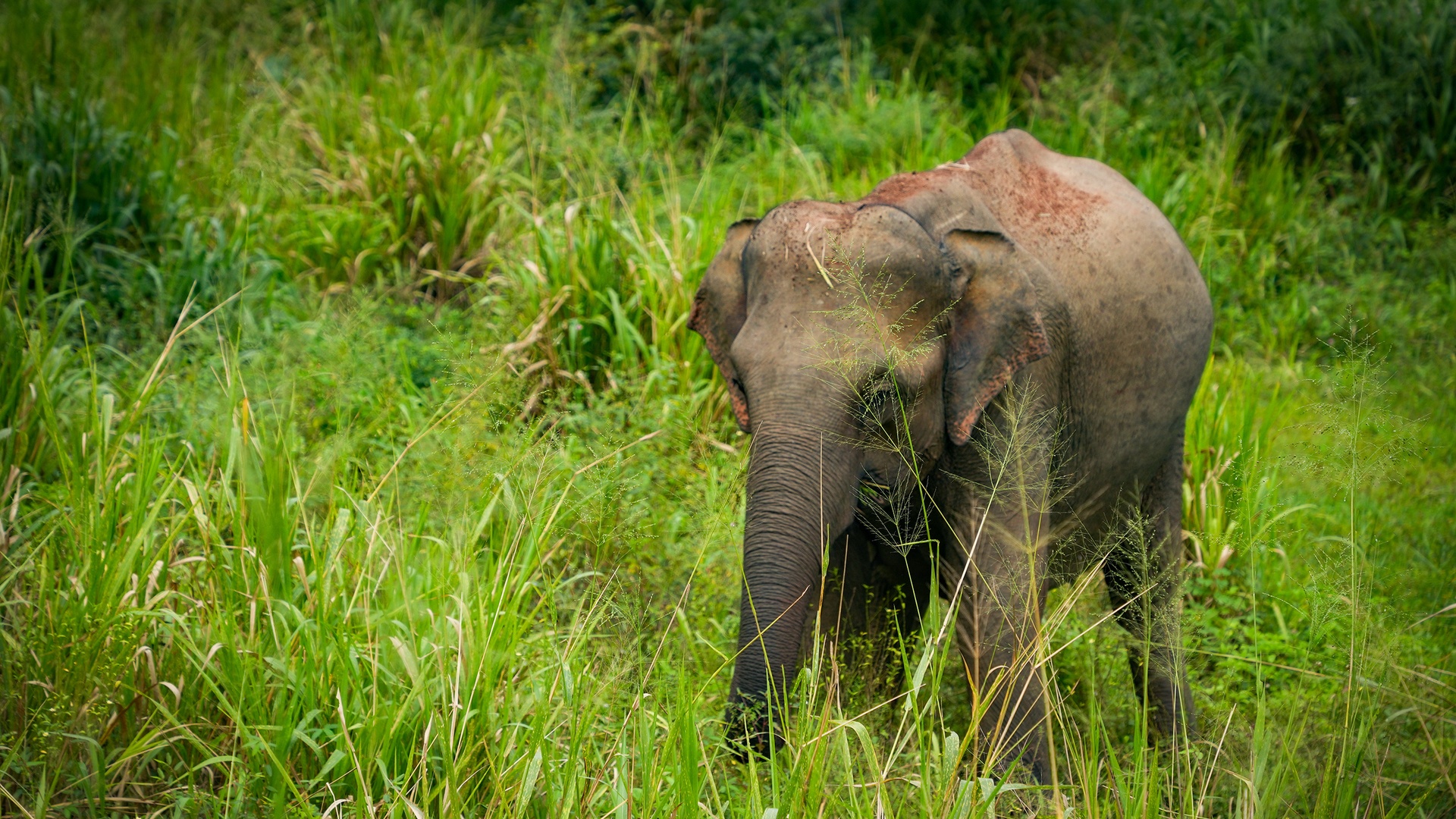 Asian elephant in a grassy