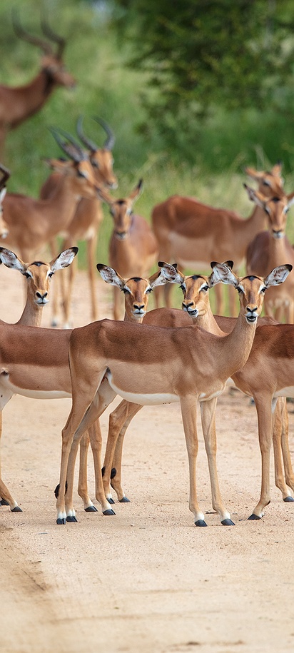 Herd of impalas in South Africa