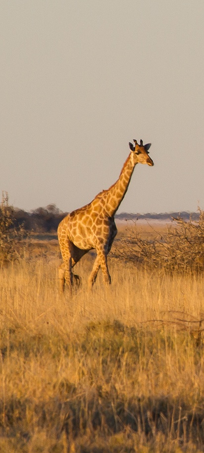 South African giraffes