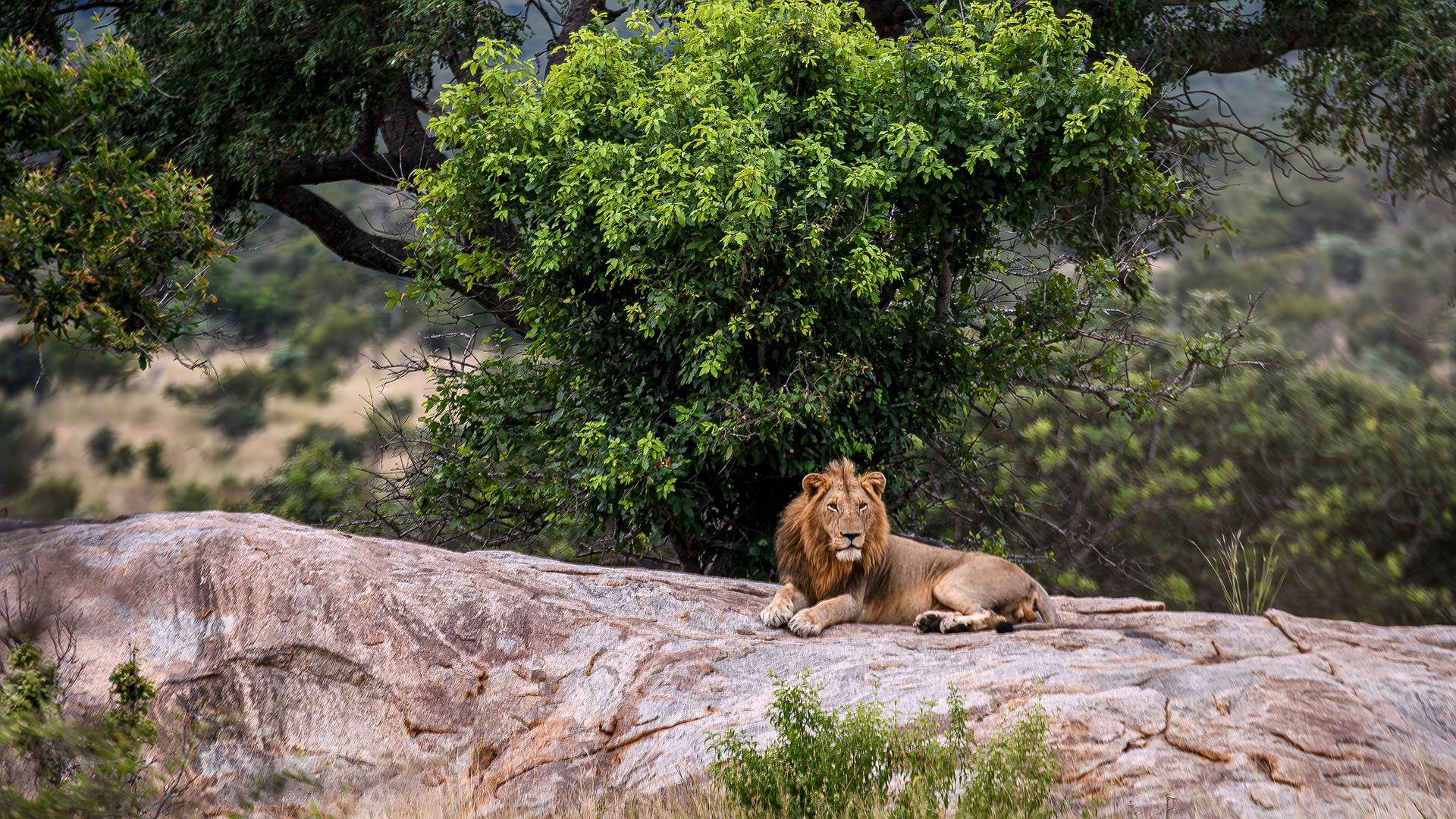 Wildlife experience in South Africa