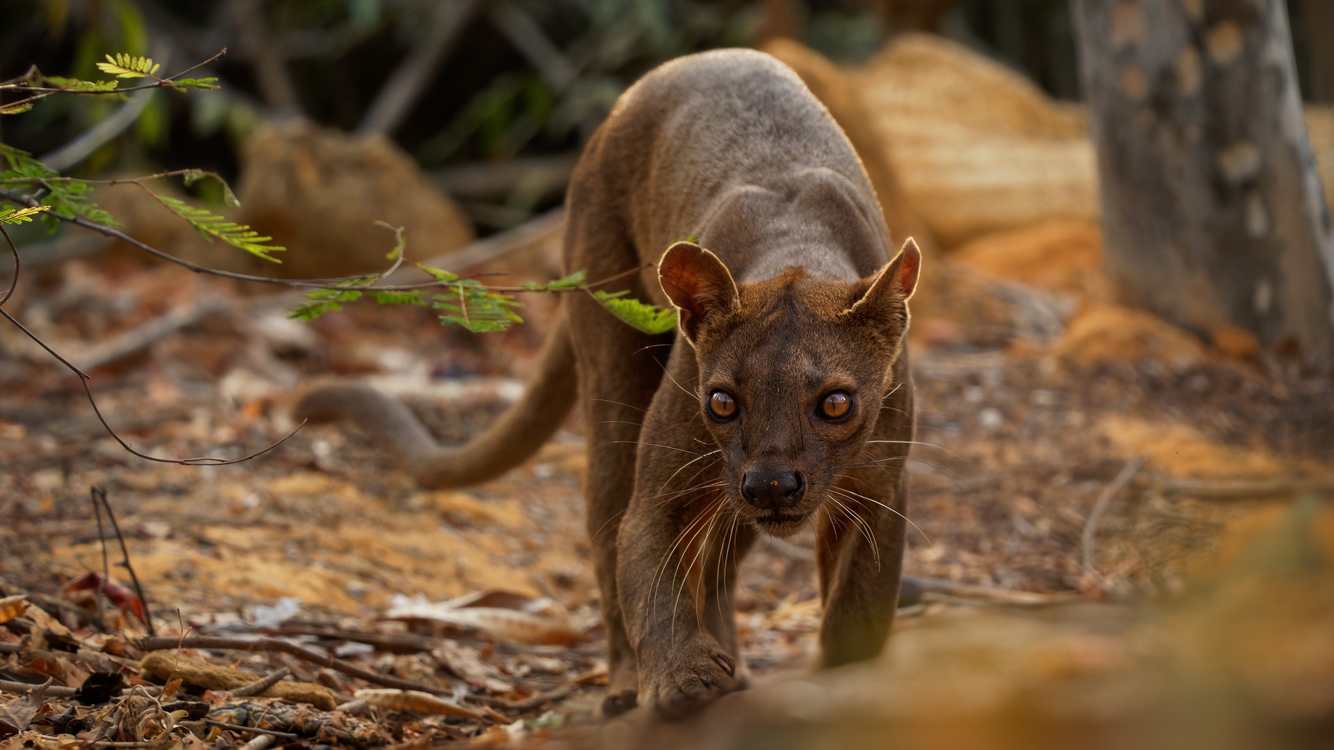 a fossa (Cryptoprocta ferox)