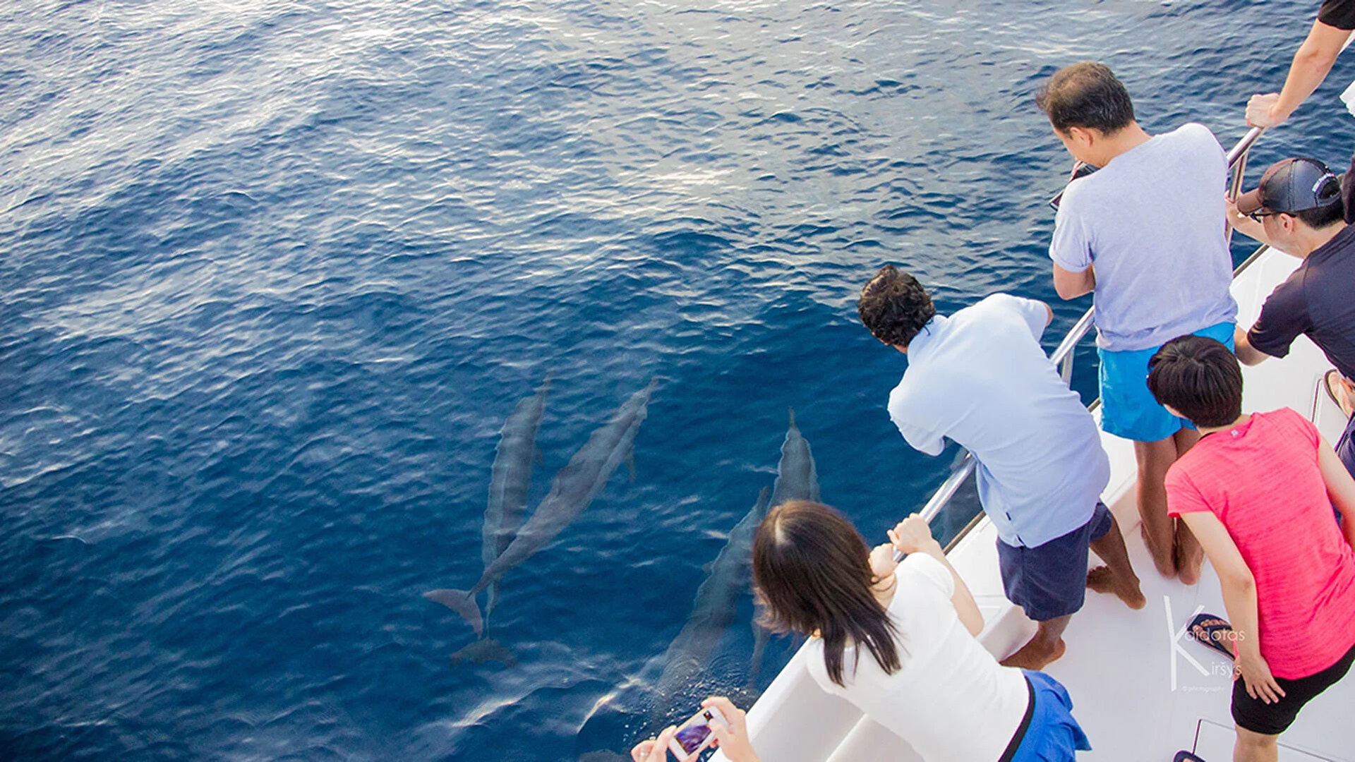 Dolphin at Gili Lankanfushi