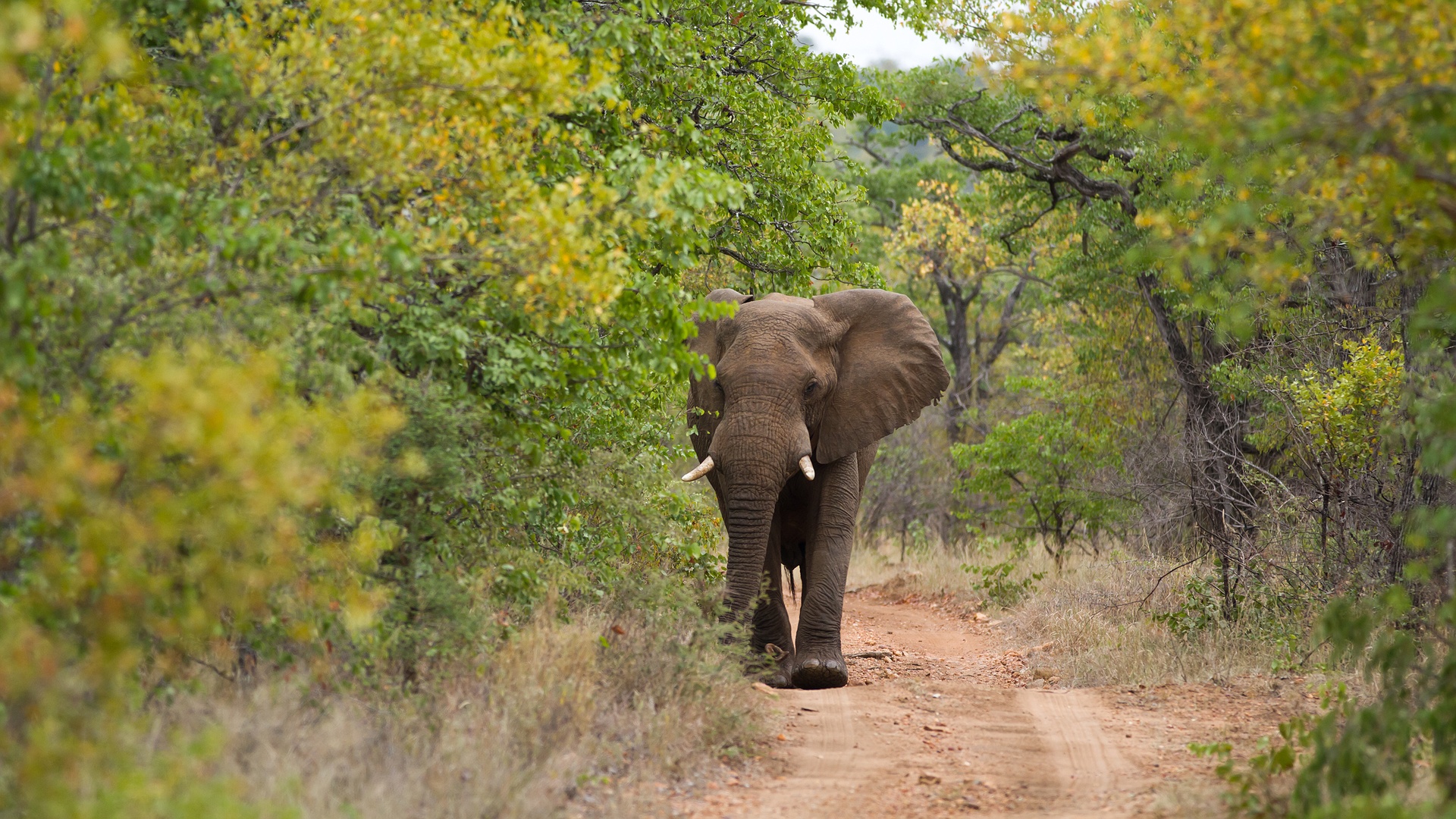 African savanna elephant, Kruger