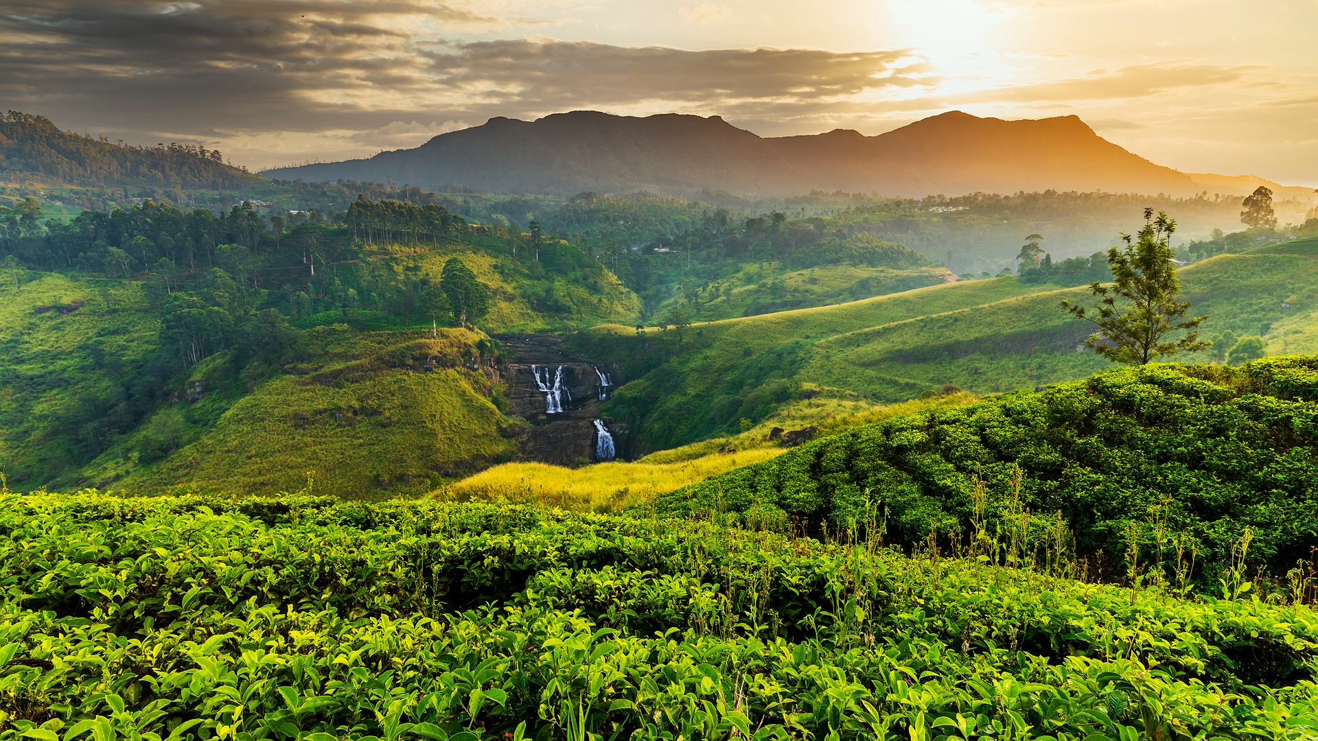 scenic view of a tea plantation in Sri Lanka