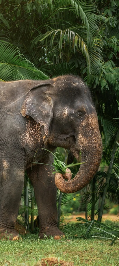 Asian elephant in Elephant Jungle Sanctuary
