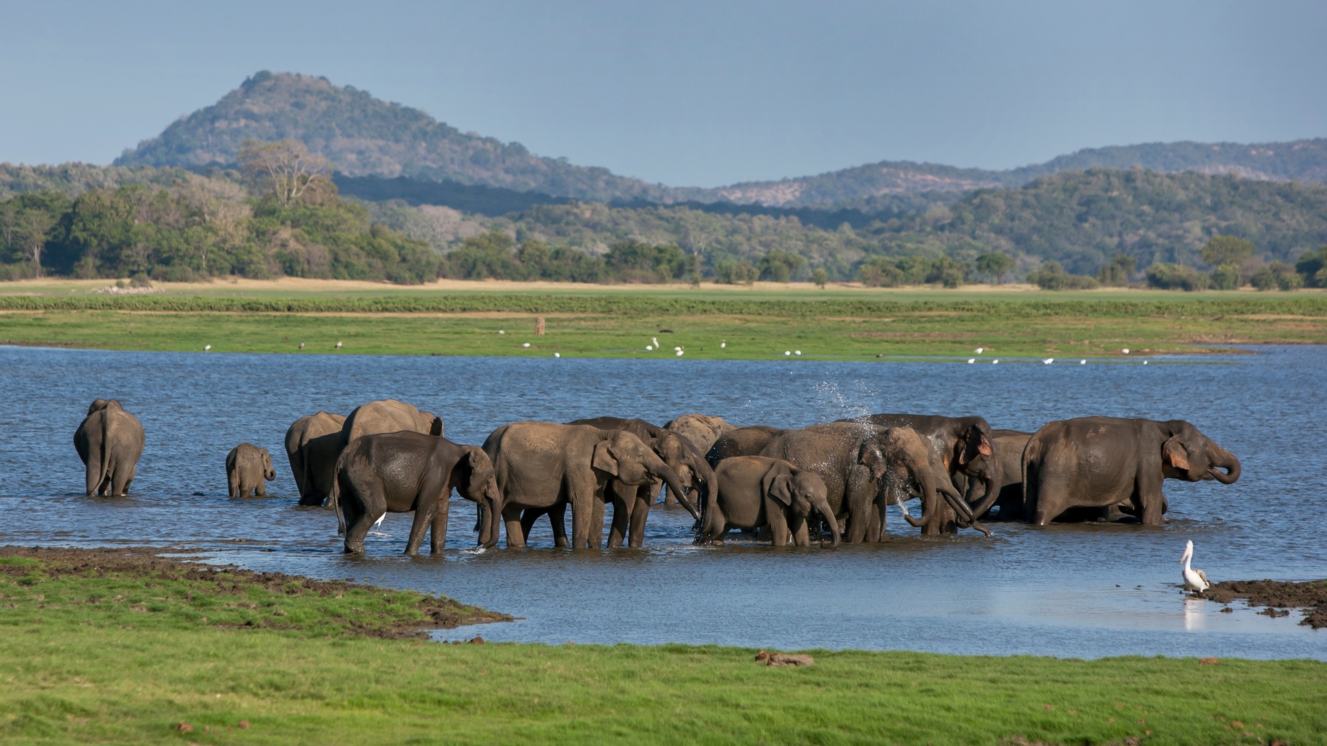 elephants in Minneriya National Park