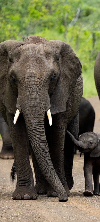 Elephants in Kruger National park