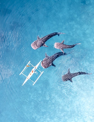 an aerial view of the Bohol Beach Club resort