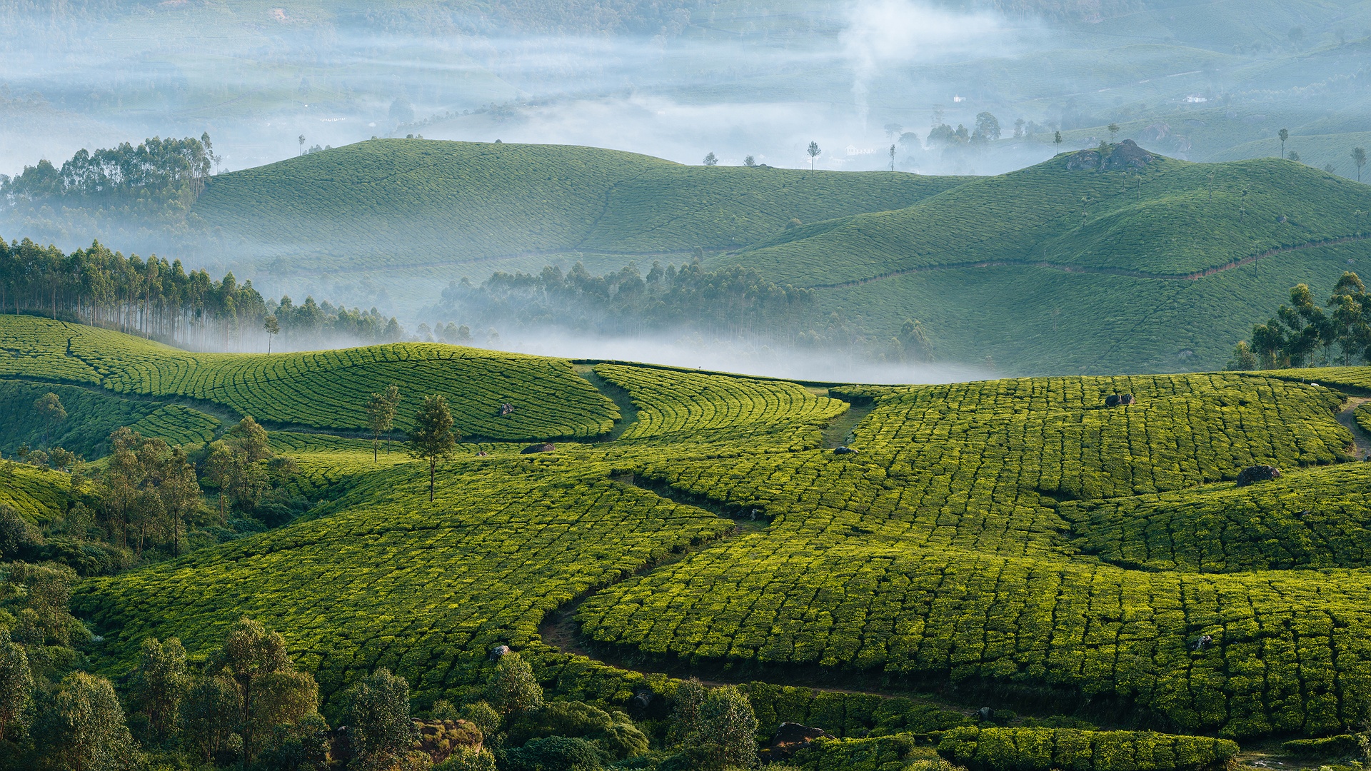 Tea plantation in Kerala