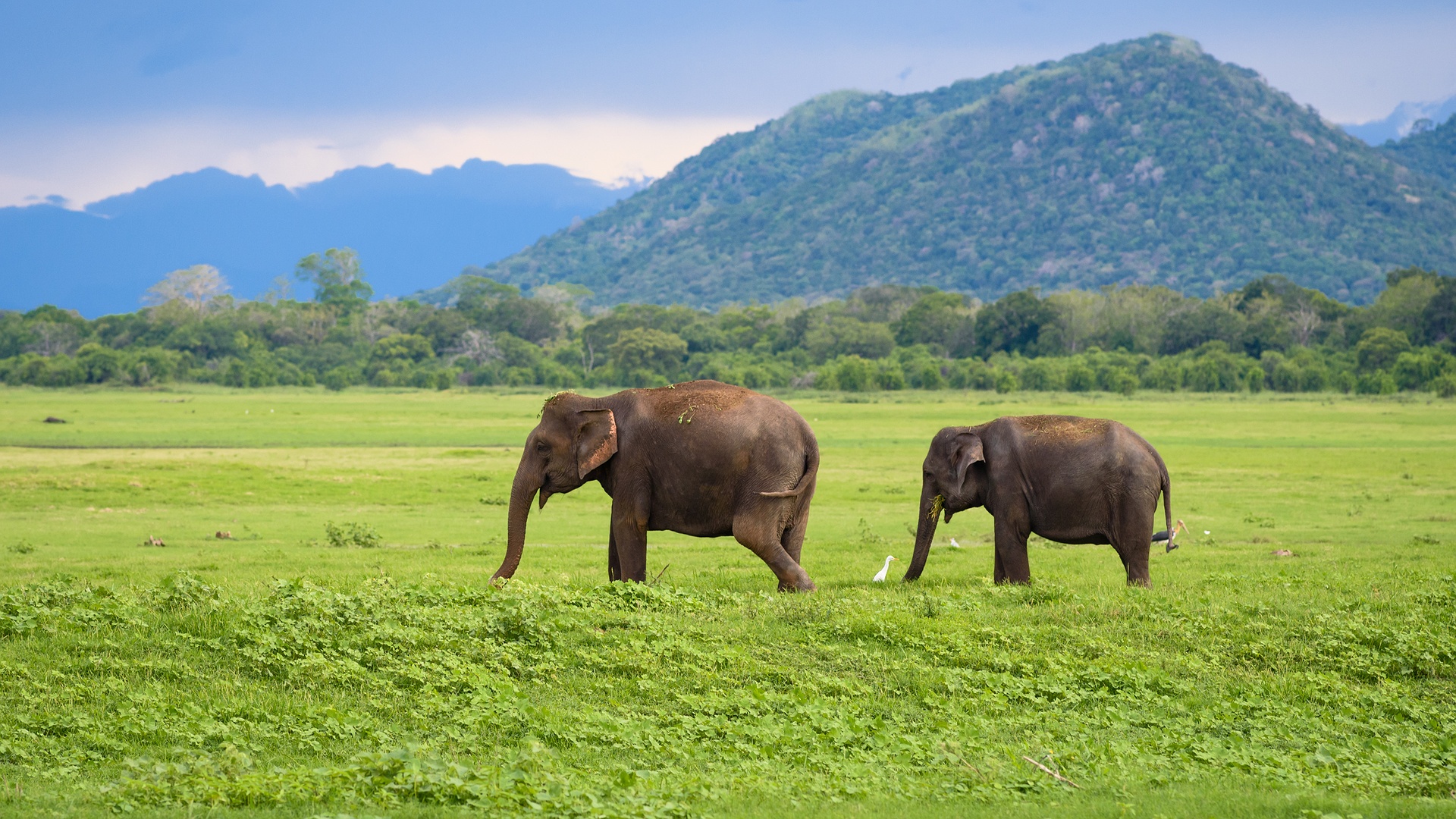 Asian elephants in a national park in Sri Lanka