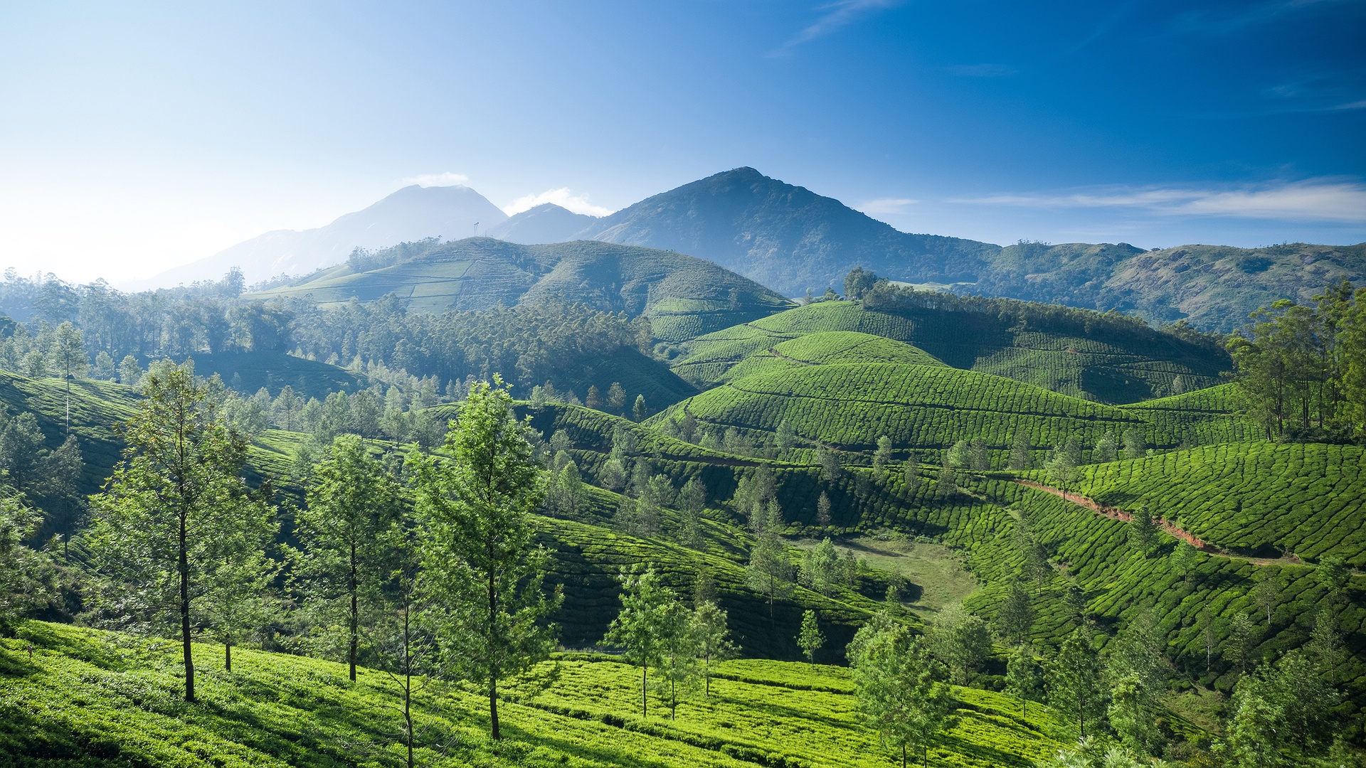 mountainous region of Munnar, India