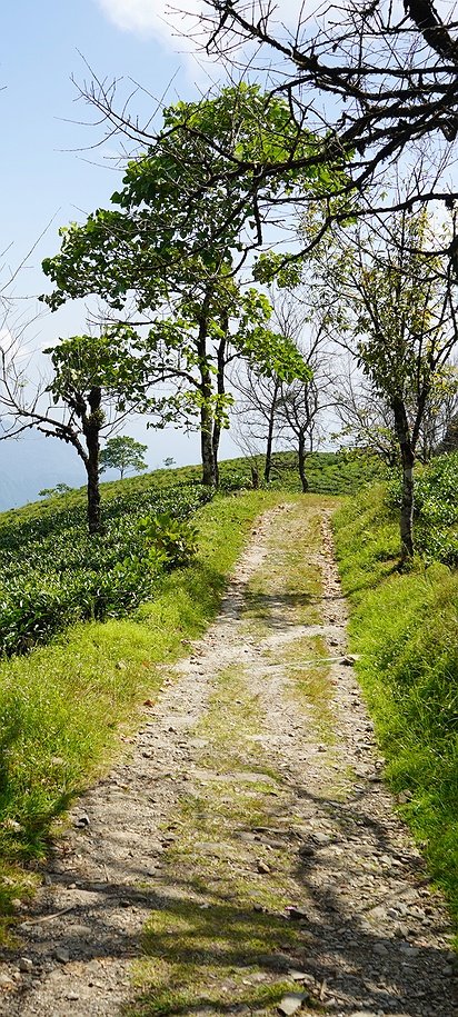 tea gardens in the Darjeeling