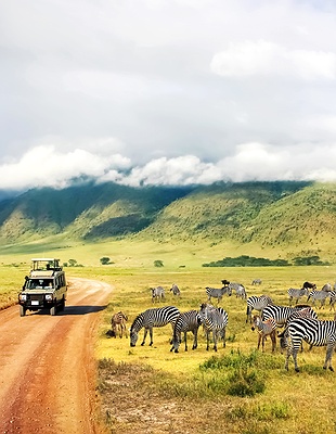 Tanzania safari