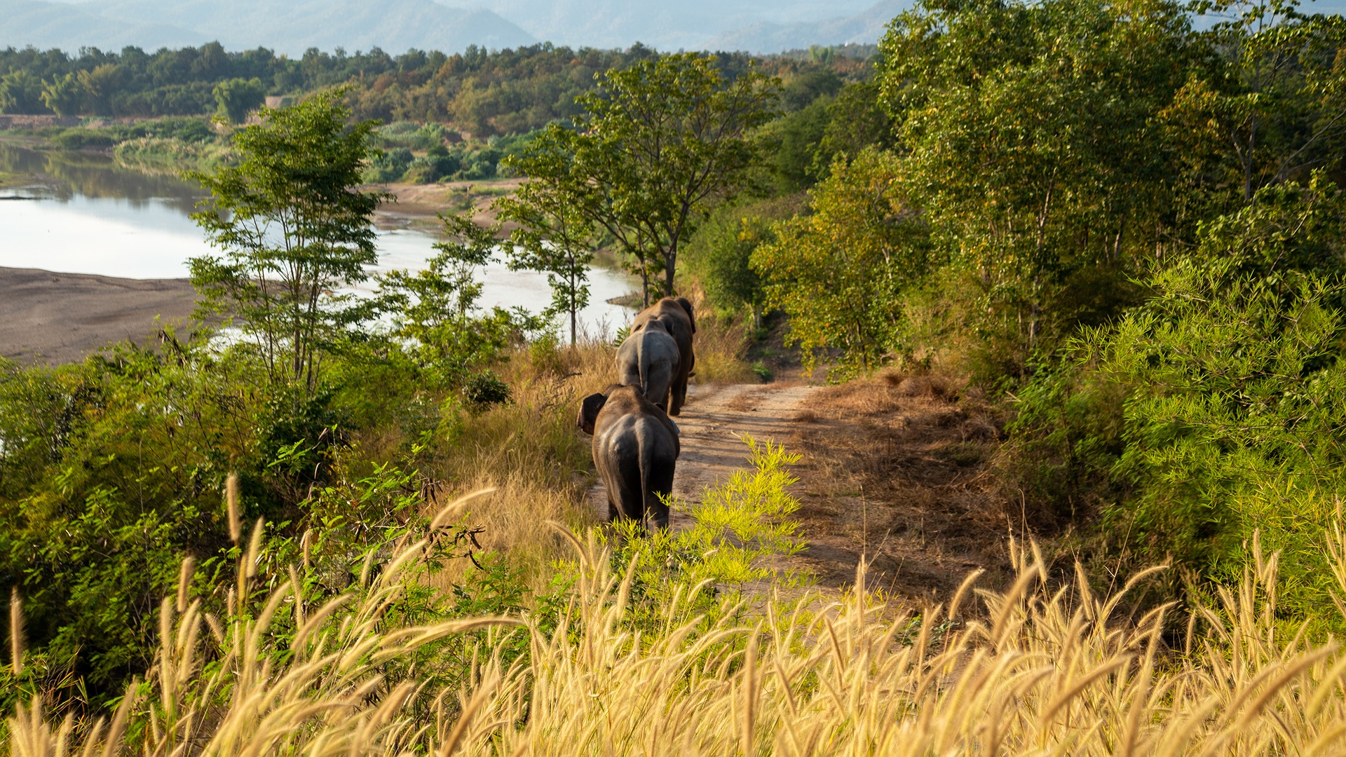 scene from The Bush Camp Chiang Mai