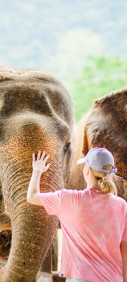 Group of Elephants in Phuket