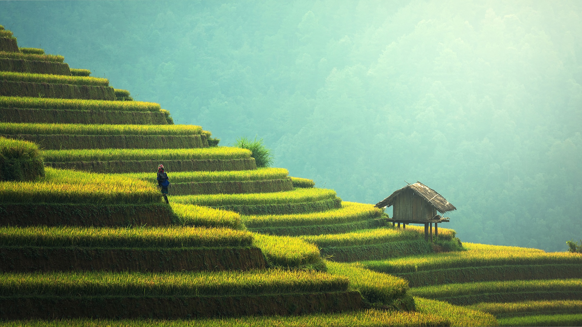 picture of rice terraces, Vietnam