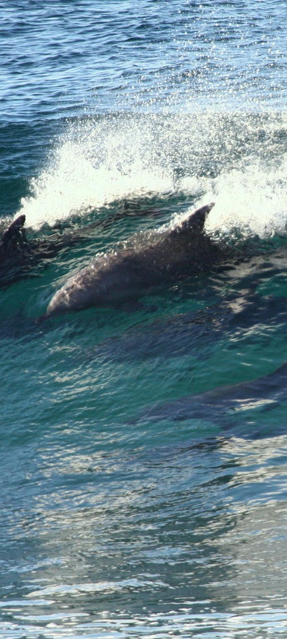 pod of dolphins riding a wave