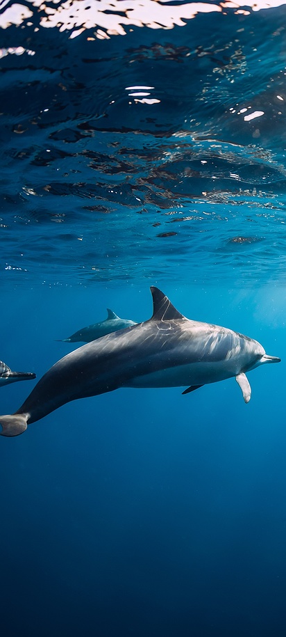 Dolphins swimming underwater