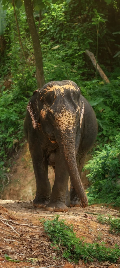 Elephant Jungle Sanctuary wildlife