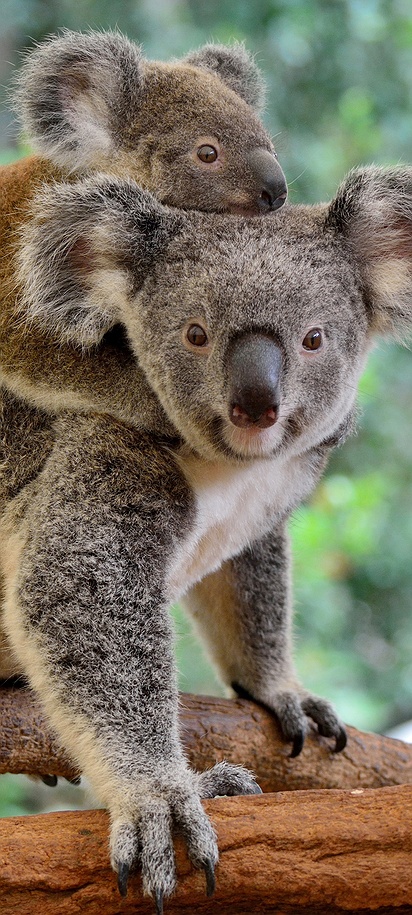 mother koala in Australia