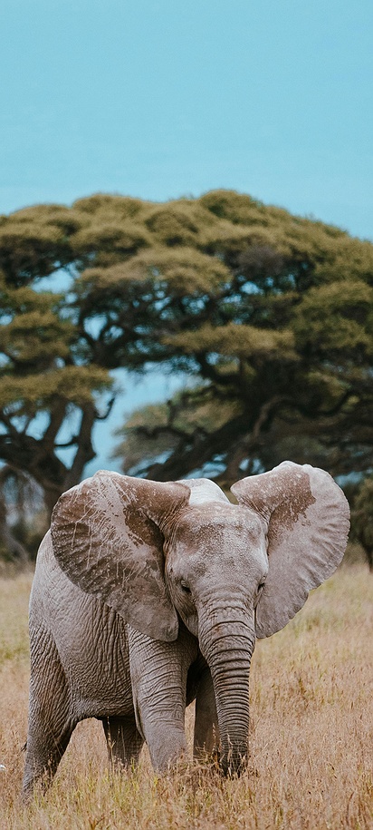 African bush elephant