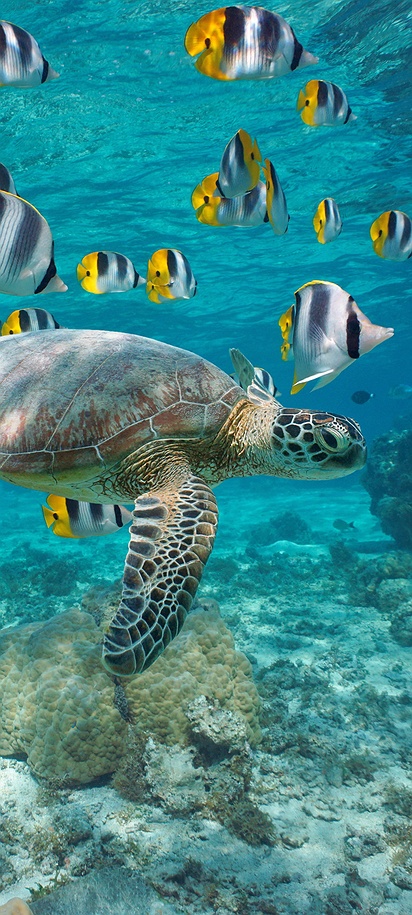 Pacific double-saddle butterflyfish in French Polynesia