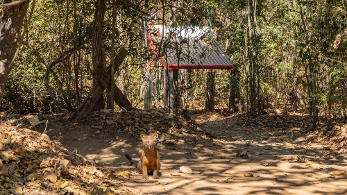 Fossa Tracking